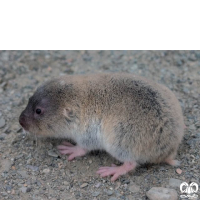 گونه ول حفار افغانی  Southern Mole-Vole